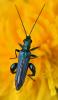 Oedemera nobilis